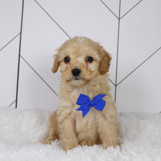 Bexley - Available 1/22