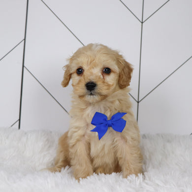 Bexley - Available 1/22