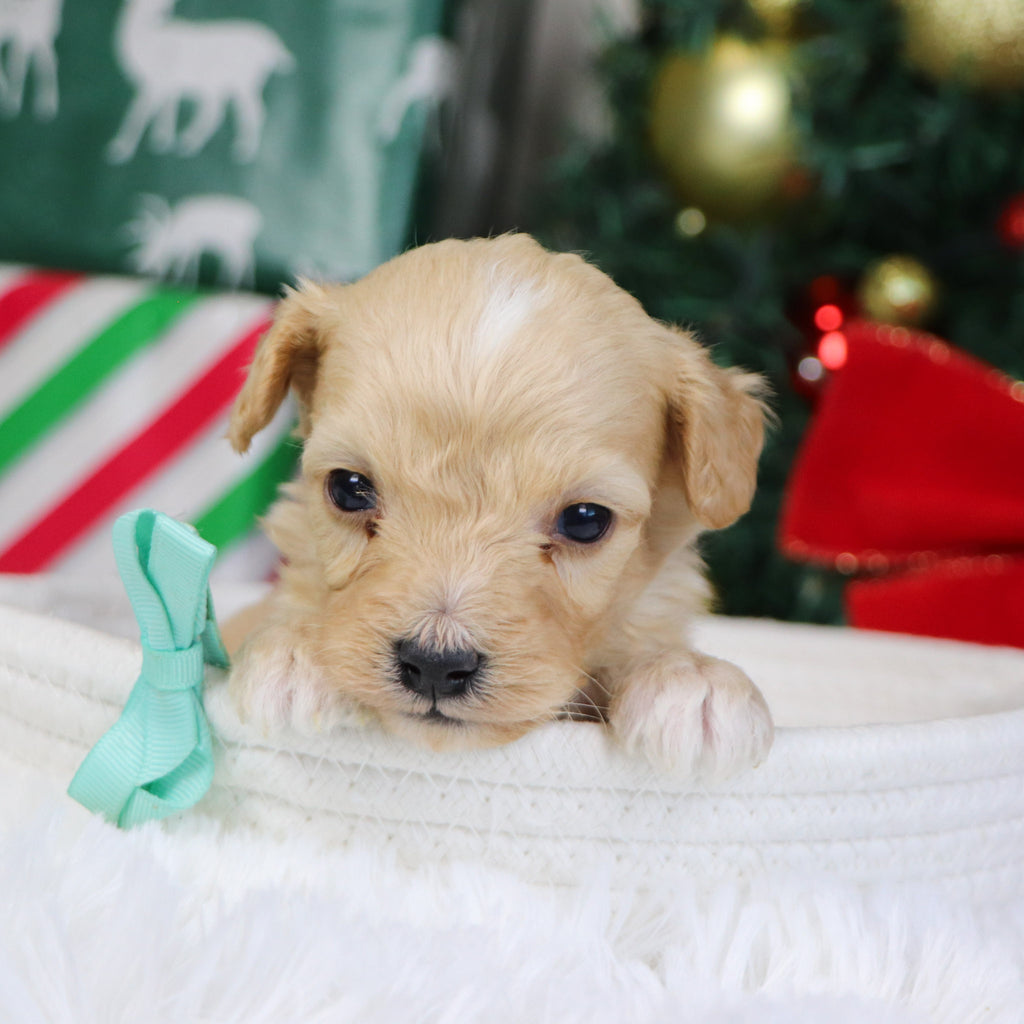 Bexley - Available 1/22