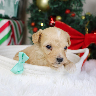 Bexley - Available 1/22