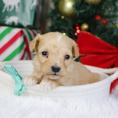 Bexley - Available 1/21