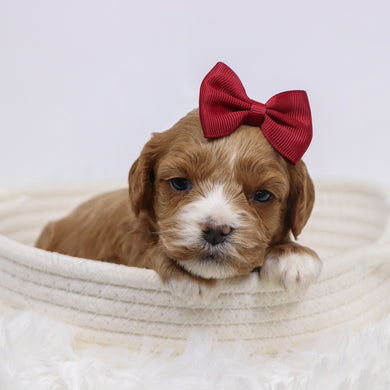 Beyla - Available 12/3