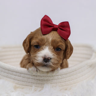 Beyla - Available 12/3