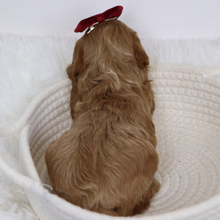 Beyla - Available 12/3