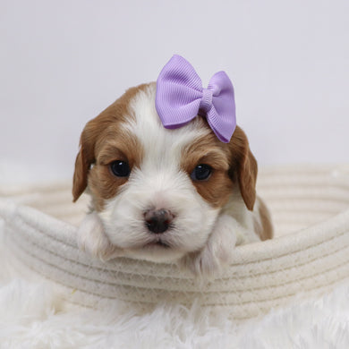 Bibi - Available 12/3