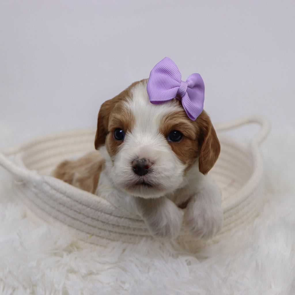 Bibi - Available 12/3