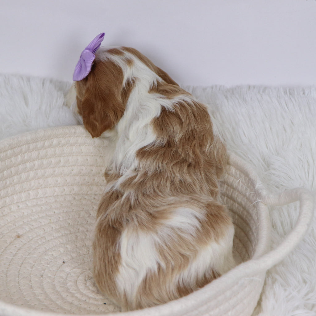 Bibi - Available 12/3