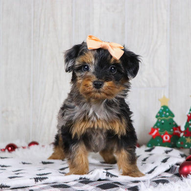 Billie - Available 12/3