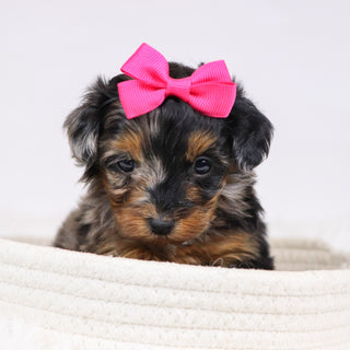 Billie - Available 12/3