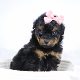 Blaire - Available 12/10