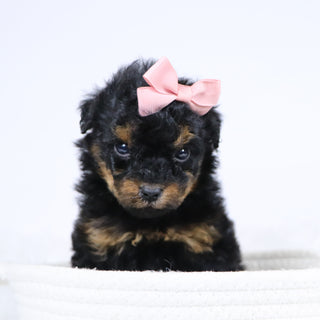 Blaire - Available 12/10