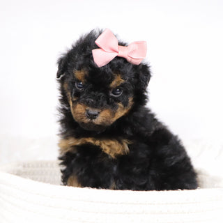 Blaire - Available 12/10