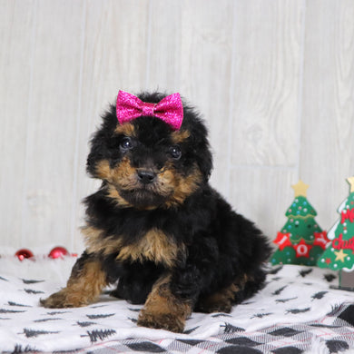 Blaire - Available 12/3