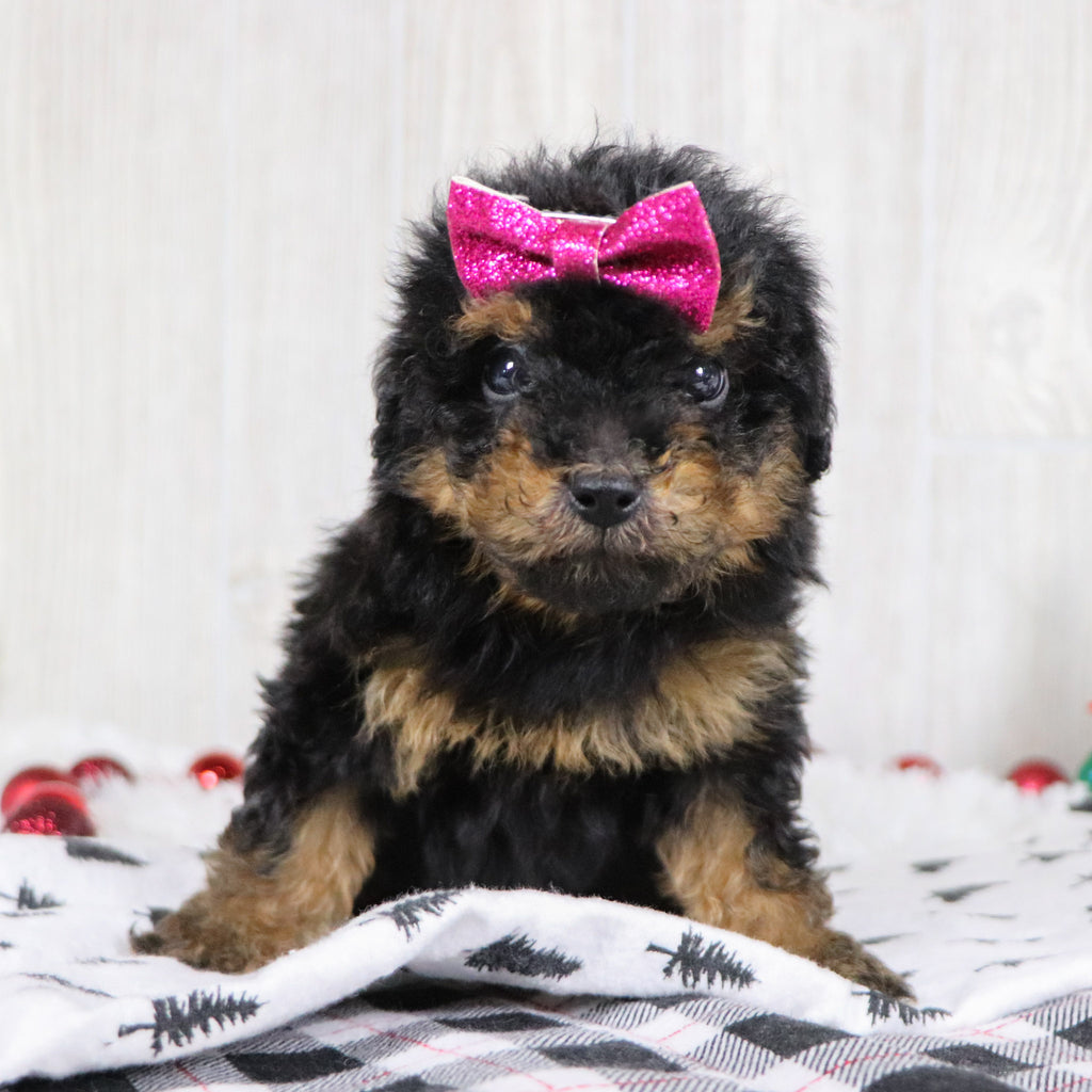 Blaire - Available 12/10