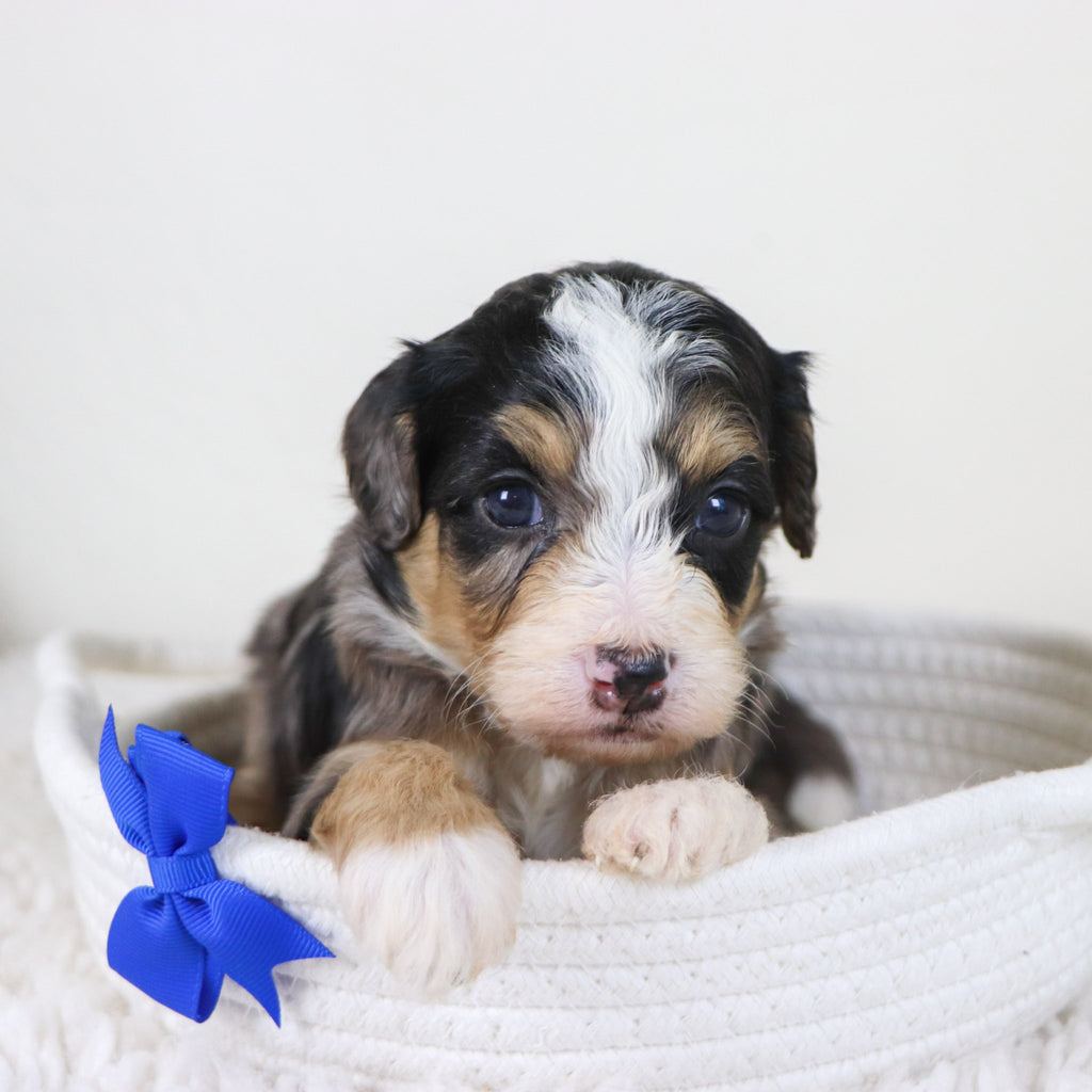 Blake - Available 11/12