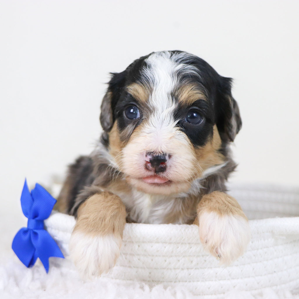 Blake - Available 11/12