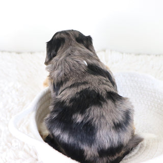 Blake - Available Now