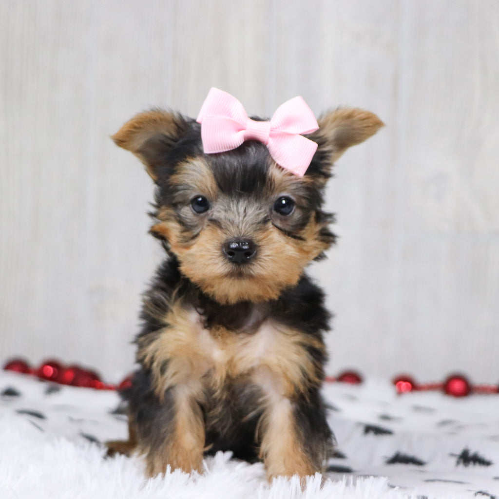 Blanda - Available 12/10