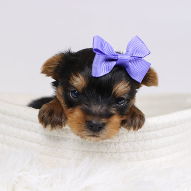 Blanda - Available 12/10