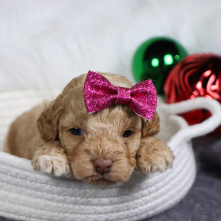 Bliss - Available Now