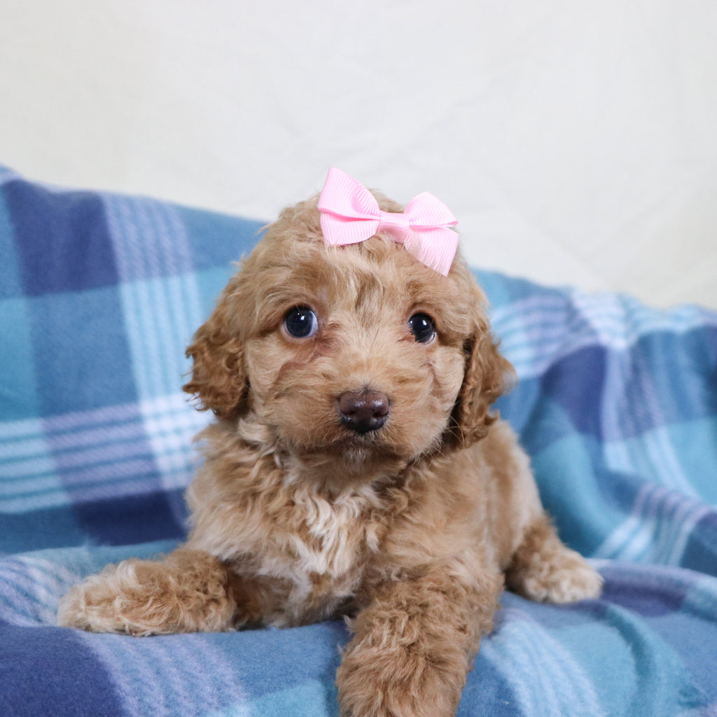 Bliss - Available Now