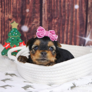 Blizzard - Available 12/31