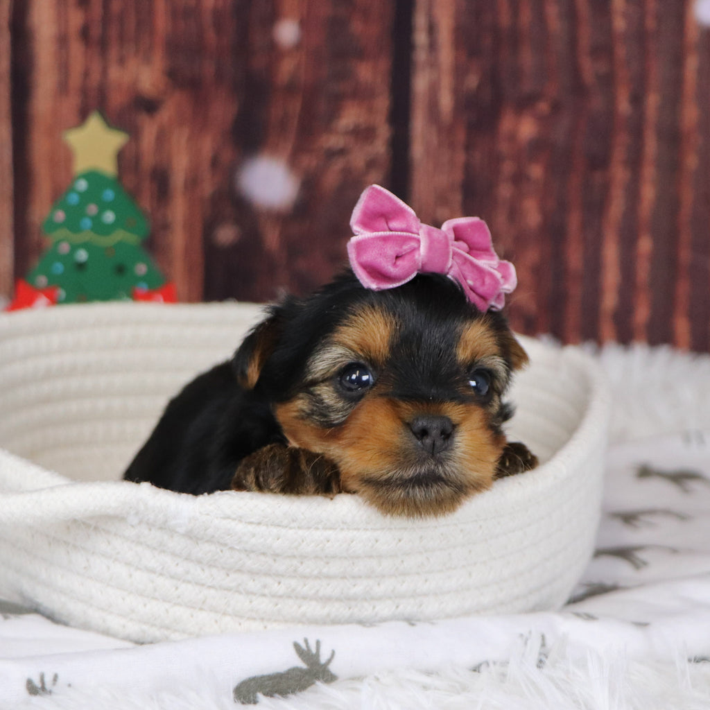 Blizzard - Available 12/31