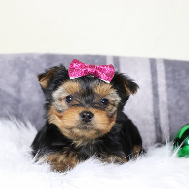 Blizzard - Available 12/31