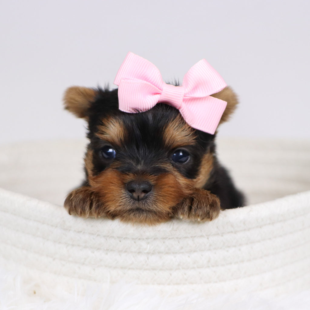 Blossom - Available 12/10