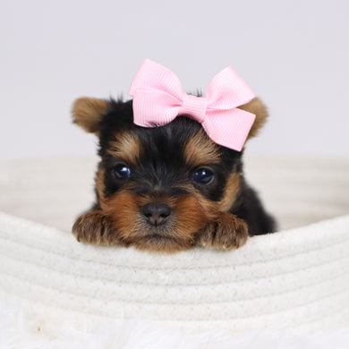 Blossom - Available 12/10