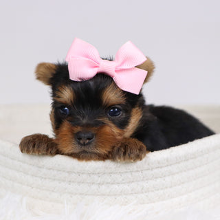 Blossom - Available 12/10