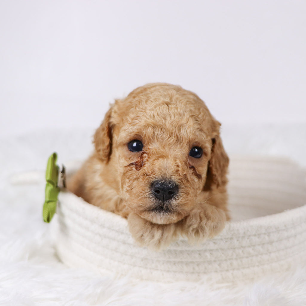 Blue - Available Now