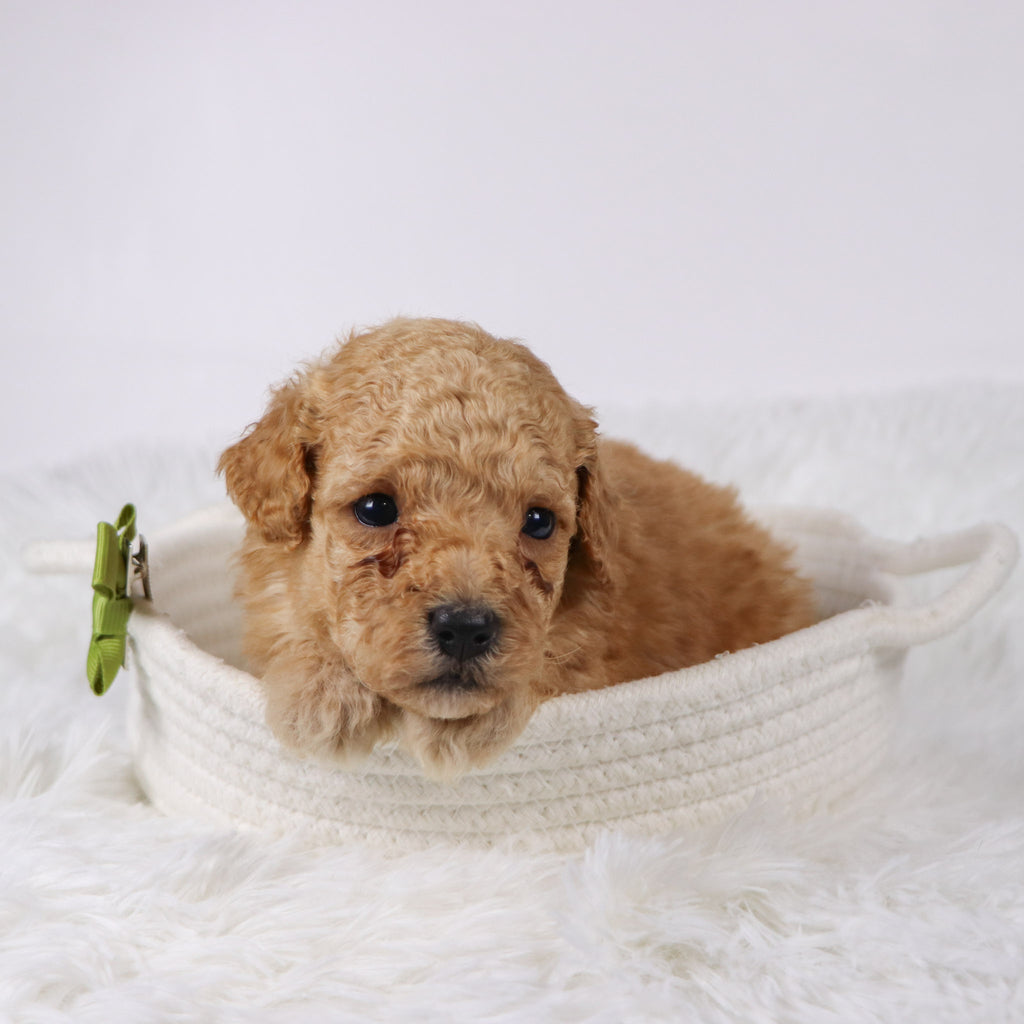 Blue - Available Now