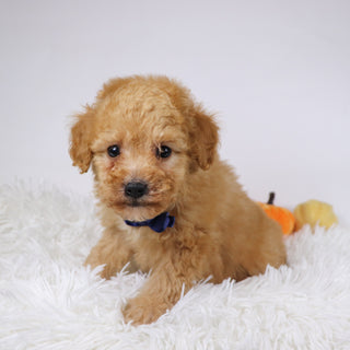 Blue - Available Now