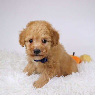 Blue - Available 11/26