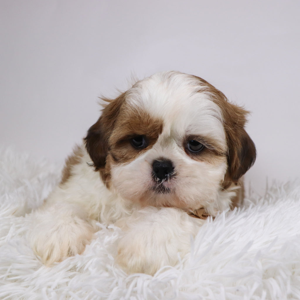 Bobby - Available Now