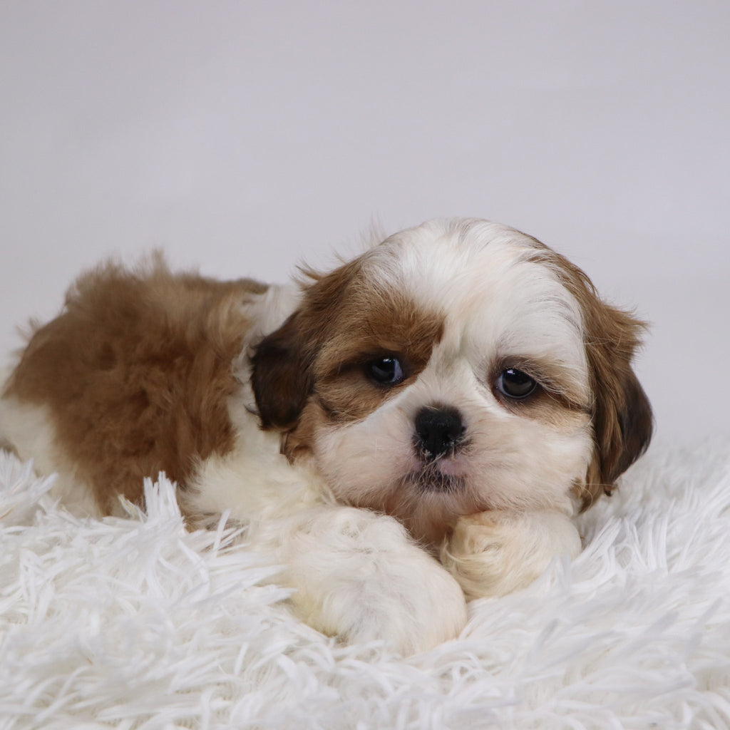 Bobby - Available Now