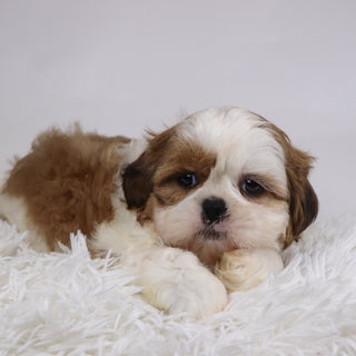 Bobby - Available Now