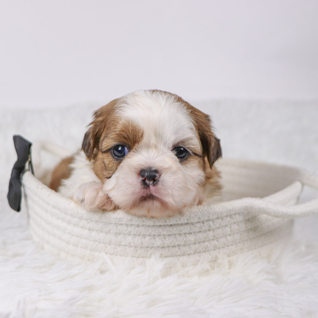 Bobby - Available 11/26