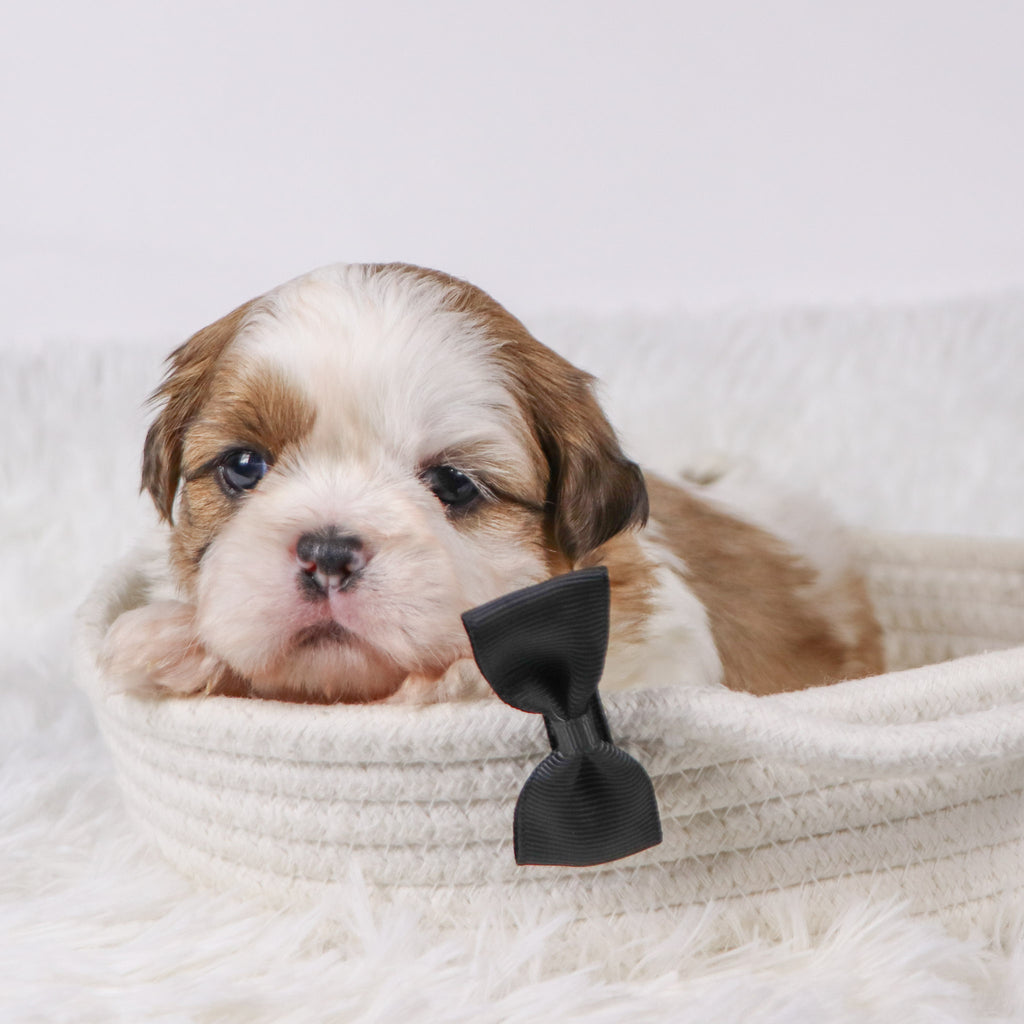 Bobby - Available Now