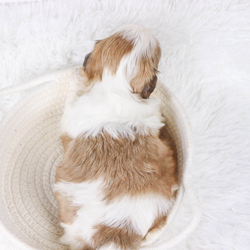 Bobby - Available 11/26