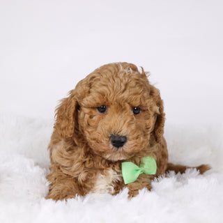 Brantley - Available 11/26