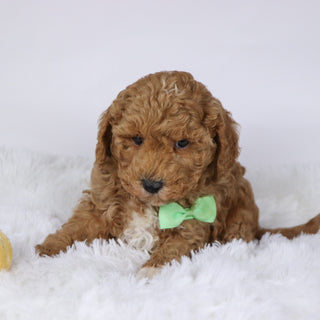 Brantley - Available 11/26