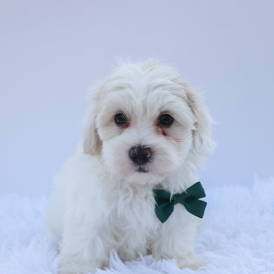 Brax - Available Now