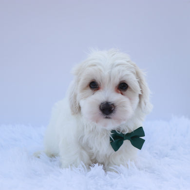 Brax - Available Now