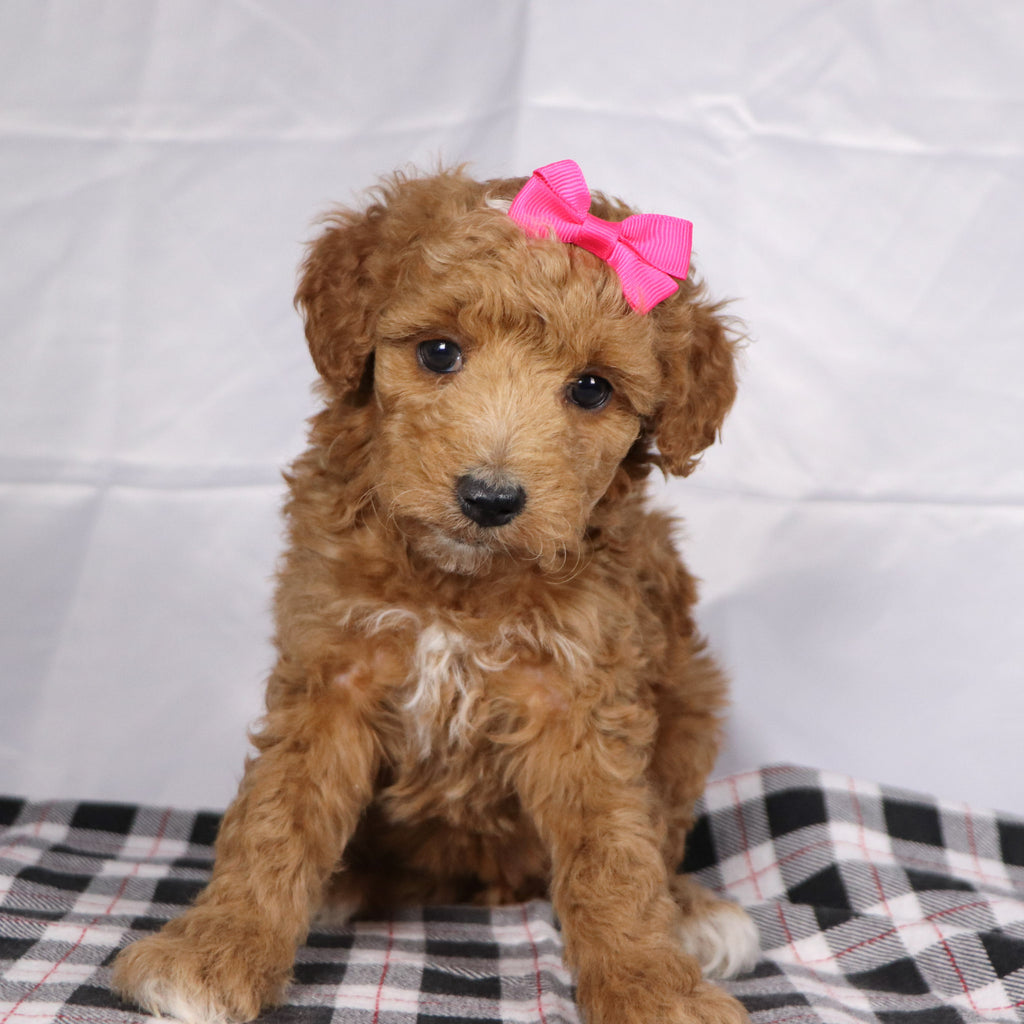 Briana - Available 12/17