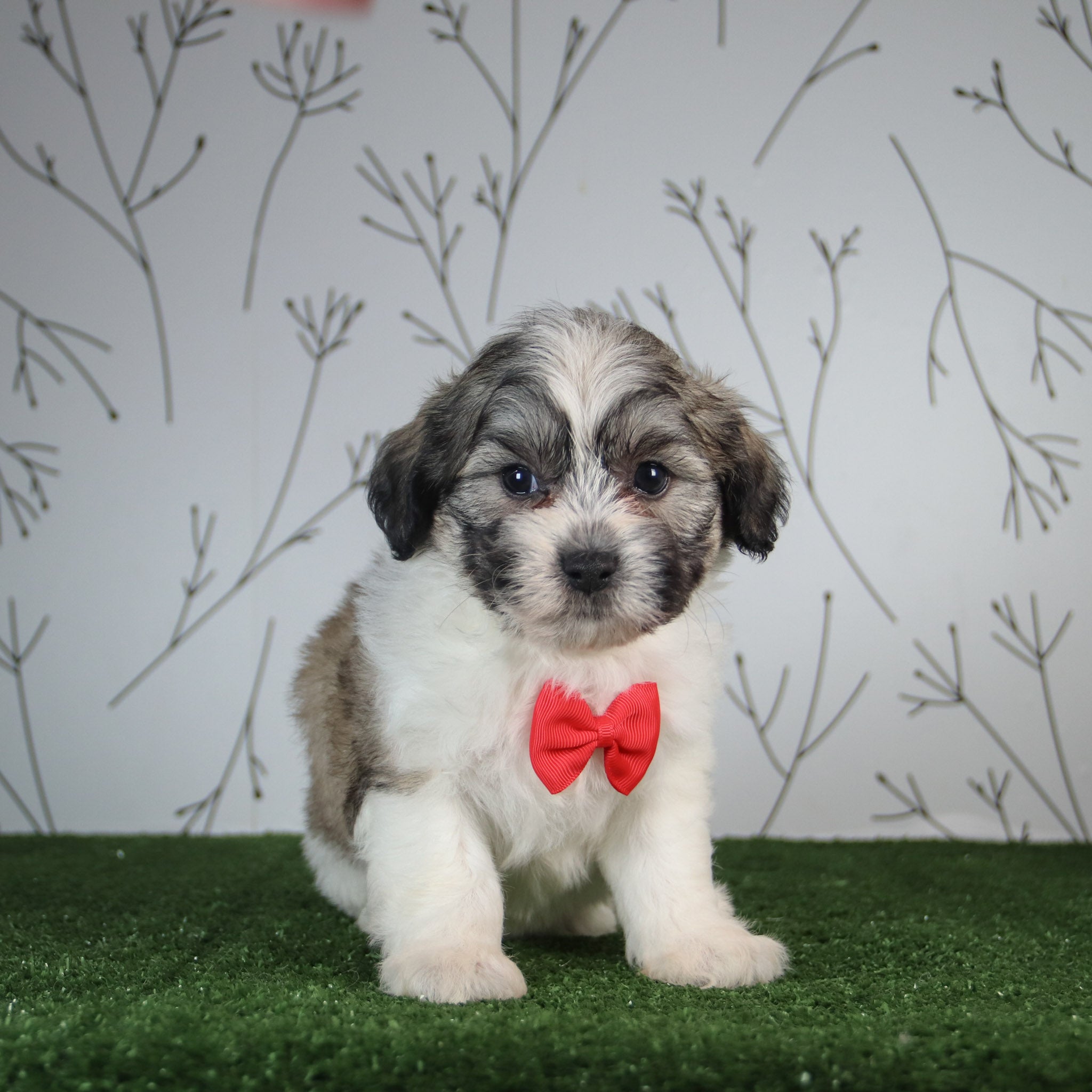 Why choose Happytail Puppies
