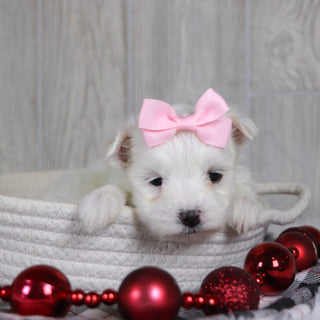 Britney - Available 1/8