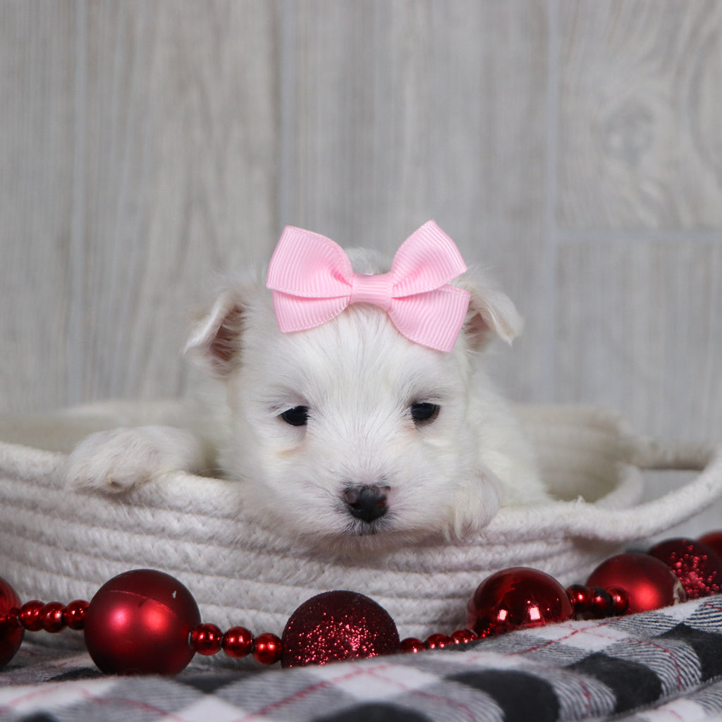 Britney - Available 1/8