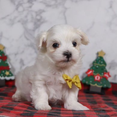 Bruce - Available 12/31